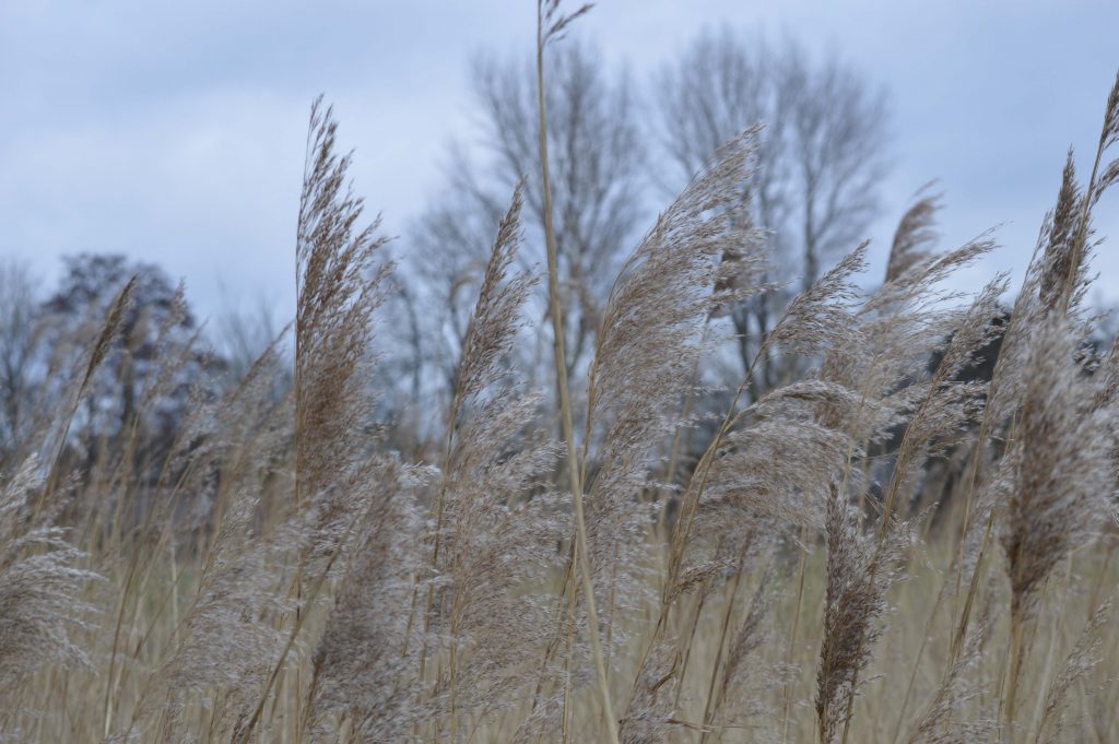Wuivende pluimen